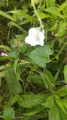 Ipomoea purpurea