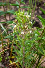 Aspidoglossum heterophyllum