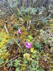 Pedicularis siphonantha