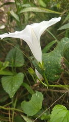 Ipomoea purpurea