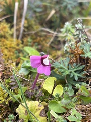 Pedicularis siphonantha