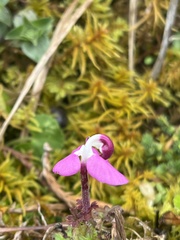 Pedicularis siphonantha