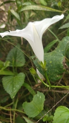 Ipomoea purpurea