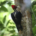 Pale-billed Woodpecker - Photo (c) Matt Wyczalkowski, some rights reserved (CC BY-NC)
