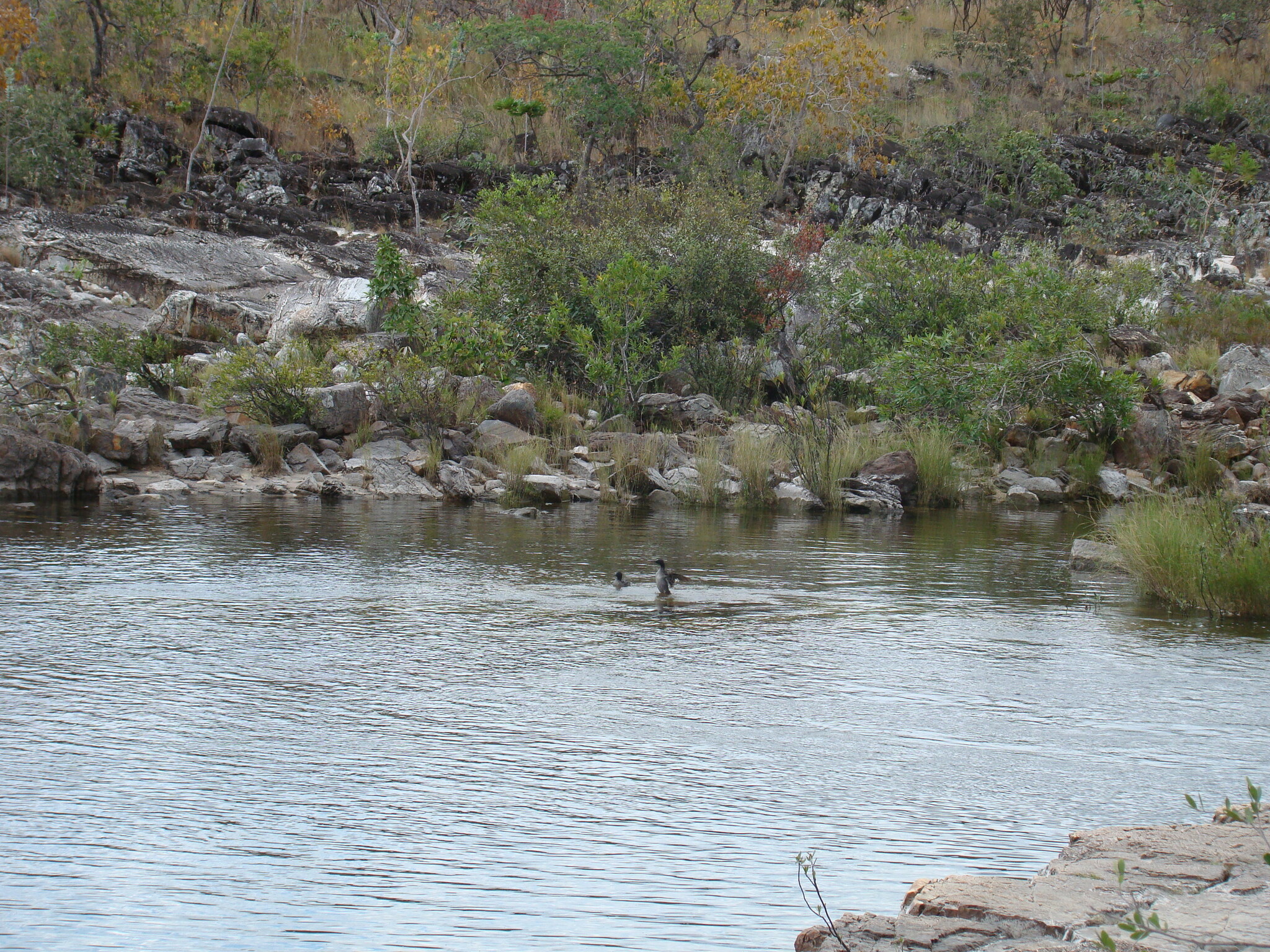 Brazilian Merganser (Mergus octosetaceus), photo 6