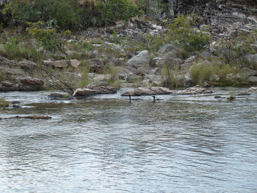 Brazilian Merganser (Mergus octosetaceus), photo 10