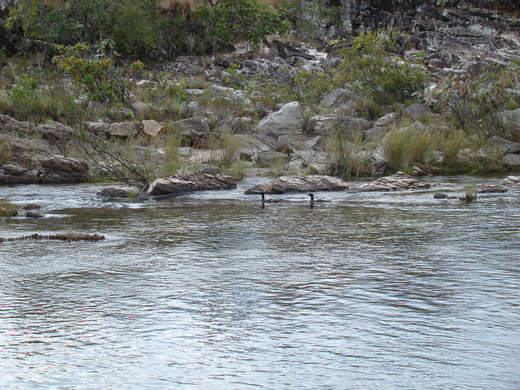 Brazilian Merganser (Mergus octosetaceus), photo 7