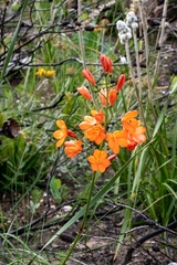 Pillansia templemannii