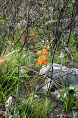 Pillansia templemannii