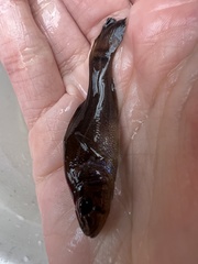 Aphredoderus sayanus