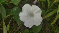 Ipomoea purpurea