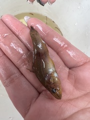 Aphredoderus sayanus