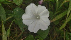 Ipomoea purpurea