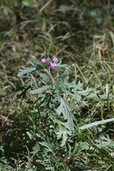 Glandularia chiricahensis