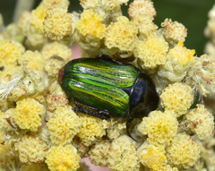 Leucocelis haemorrhoidalis