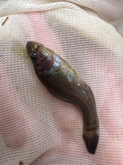 Aphredoderus sayanus