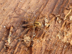 Amaurobius fenestralis