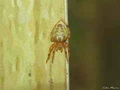 Araneus venatrix