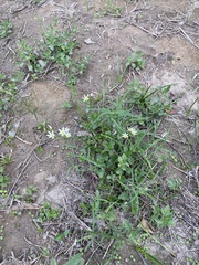 Nothoscordum bivalve