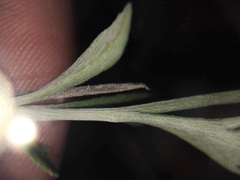 Hymenopappus