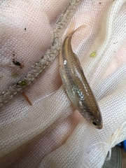 Notropis hudsonius