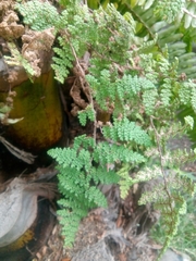 Myriopteris myriophylla