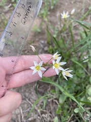 Nothoscordum bivalve