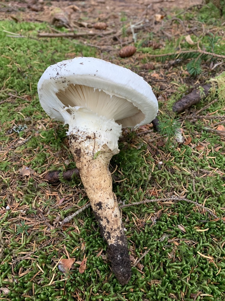 Catathelasma ventricosum