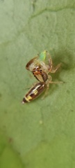 Cotinusa