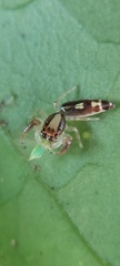 Cotinusa
