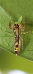 Cotinusa