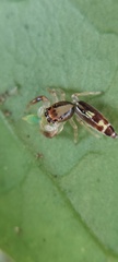 Cotinusa