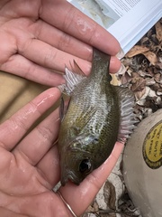 Lepomis punctatus