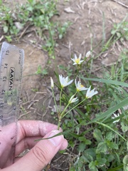Nothoscordum bivalve
