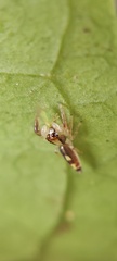 Cotinusa