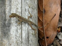 Anolis maculiventris