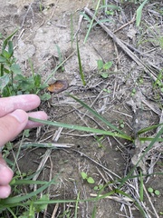 Nothoscordum bivalve