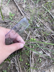 Nothoscordum bivalve