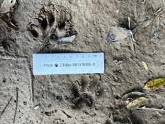 Lontra longicaudis