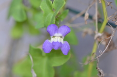 Maurandya antirrhiniflora