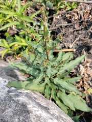 Rumex crispus
