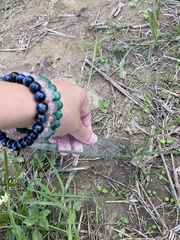 Nothoscordum bivalve