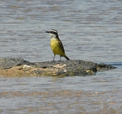 Pitangus sulphuratus