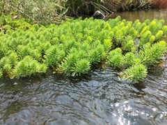 Myriophyllum aquaticum
