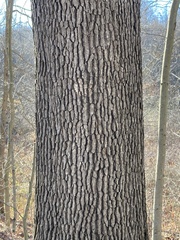 Quercus alba