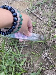 Nothoscordum bivalve