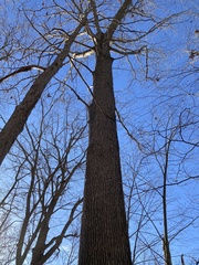 Quercus alba