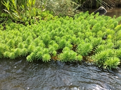 Myriophyllum aquaticum