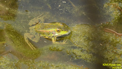 Pelophylax chosenicus