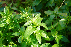 Mercurialis annua